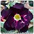 Rosa do Deserto Muda de Enxerto - LM-26 - Flor Dobrada - Imagem 1