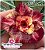 Rosa do Deserto Enxerto - BRD Blend - Imagem 1