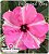 Rosa do Deserto Enxerto - Diamond Ring (Pequena) - Imagem 1
