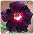Rosa do Deserto Muda de Enxerto - LM-38 - Flor Simples - Imagem 1