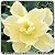 Rosa do Deserto Muda de Enxerto - L-26 - Flor Tripla Amarelo Claro - Imagem 1