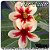 Rosa do Deserto Muda de Enxerto - Star Cluster - Flor Simples - Imagem 1