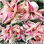Rosa do Deserto Muda de Enxerto - TS-075 - Flor Dobrada - Imagem 1