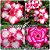 Rosa do Deserto Enxerto - Hua Xiang Ruong (RC-045) - Imagem 1
