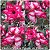 Rosa do Deserto Muda de Enxerto - TS-085 - Flor Tripla - Imagem 1