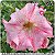 Rosa do Deserto Muda de Enxerto - TS-325 - Flor Dobrada - Imagem 1