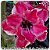 Rosa do Deserto Muda de Enxerto - TS-048 - Flor Dobrada - Imagem 1