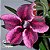Rosa do Deserto Muda de Enxerto - EV-036 - Scorpion - Flor Simples - Imagem 1