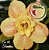 Rosa do Deserto Muda de Enxerto - EV-038 - Fanática - Flor Dobrada - Imagem 1