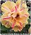 Rosa do Deserto Muda de Enxerto - Yellow Treasure - Flor Dobrada - Imagem 1