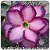 Rosa do Deserto Muda de Enxerto - Purple Crown - Flor Dobrada - Imagem 1