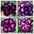 Rosa do Deserto Muda de Enxerto - Mirabilis 2 - Flor Tripla - Imagem 1