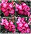 Rosa do Deserto Muda de Enxerto - TS-021 - Flor Dobrada - Imagem 1