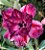 Rosa do Deserto Muda de Enxerto - Think of You - Flor Tripla - Cuia 21 - Imagem 2