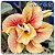 Rosa do Deserto Muda de Enxerto - Taiwan Gold - Flor Dobrada Amarela Matizada - Cuia 21 (com 2 a 3 enxertos) - Imagem 1