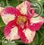 Rosa do Deserto Muda de Enxerto - EV-063 - Cata Vento - Flor Simples - Imagem 1