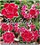 Rosa do Deserto Muda de Enxerto - Red Cloak - Flor Dobrada - Imagem 1