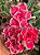 Rosa do Deserto Muda de Enxerto - Red Cloak (RC047) - Imagem 2