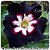 Rosa do Deserto Enxerto - BLACK LOVER 2 (RC94) - Imagem 1