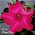 Rosa do Deserto Muda de Enxerto - EV-025 - Mana Rosa - Flor Simples - Imagem 1