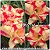 Rosa do Deserto Muda de Enxerto - Winnie II - Flor Dobrada - Imagem 1
