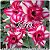 Rosa do Deserto Muda de Enxerto - Kirei - Flor Dobrada - Imagem 1
