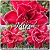 Rosa do Deserto Muda de Enxerto - Miki - Flor Dobrada - Imagem 1