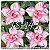Rosa do Deserto Muda de Enxerto - TS-143 - Flor Dobrada - Imagem 1