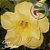 Rosa do Deserto Muda de Enxerto - EV-064 - Just Yelloow - Flor Dobrada - Imagem 1