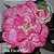 Rosa do Deserto Muda de Enxerto - EV-068 - Boto Cor de Rosa - Flor Tripla - Imagem 1