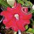 Rosa do Deserto Muda de Enxerto - EV-154 - Flor Simples - Imagem 1