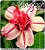 Rosa do Deserto Muda de Enxerto - Van Gogh - Flor Dobrada - Imagem 1