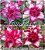 Rosa do Deserto Muda de Enxerto - Gurandam - Flor Dobrada - Imagem 1