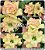 Rosa do Deserto Muda de Enxerto - Grace RC067 - Imagem 1