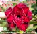 Rosa do Deserto Muda de Enxerto - LB-002 - Imagem 1