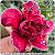 Rosa do Deserto Muda de Enxerto - LB-002 - Flor Tripla - Imagem 1