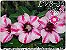 Rosa do Deserto Muda de Enxerto - EVB-035 - Vitória - Flor Simples - Imagem 1