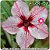 Rosa do Deserto Muda de Enxerto - EVB-057 - Flor Simples - Imagem 1