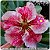 Rosa do Deserto Muda de Enxerto - EVB-064 - Flor Simples - Imagem 1