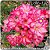 Rosa do Deserto Muda de Enxerto - EVM-196 - Bouquet - Flor Dobrada - Imagem 1