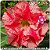 Rosa do Deserto Muda de Enxerto - EVM-099 - Flor Dobrada - Imagem 1
