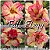 Rosa do Deserto Muda de Enxerto - Fall Elegy - Flor Dobrada - Imagem 1