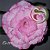 Rosa do Deserto Muda de Enxerto - EV-200 - Flor Tripla - Imagem 1