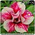 Rosa do Deserto Muda de Enxerto - EVM-014 - Flor Dobrada - Imagem 1