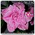 Rosa do Deserto Muda de Enxerto - EVM-139 - Flor Tripla - Imagem 1