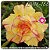Rosa do Deserto Muda de Enxerto - EVM-188 - Flor Tripla - Imagem 1