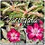 Rosa do Deserto Muda de Enxerto - Variegata RC-308 - Flor Dobrada - Imagem 1