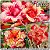 Rosa do Deserto Muda de Enxerto - Helios - Flor Tripla - Imagem 1