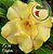 Rosa do Deserto Muda de Enxerto - EV-056 - Confúcio - Flor Dobrada - Imagem 1