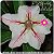 Rosa do Deserto Muda de Enxerto - EVB-090 - Libélula - Flor Simples - Imagem 1
